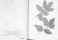 Triphragmium ulmariae image